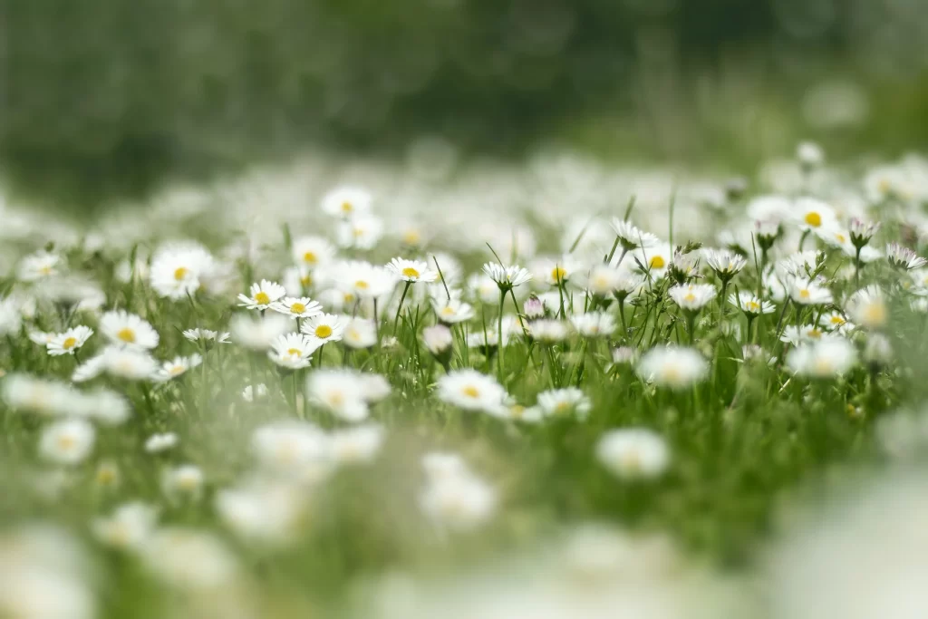 White Daisy Petals Yellow Center Green warm Grass