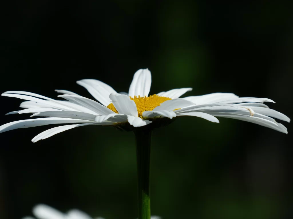 White Daisy Petals Yellow dark Center