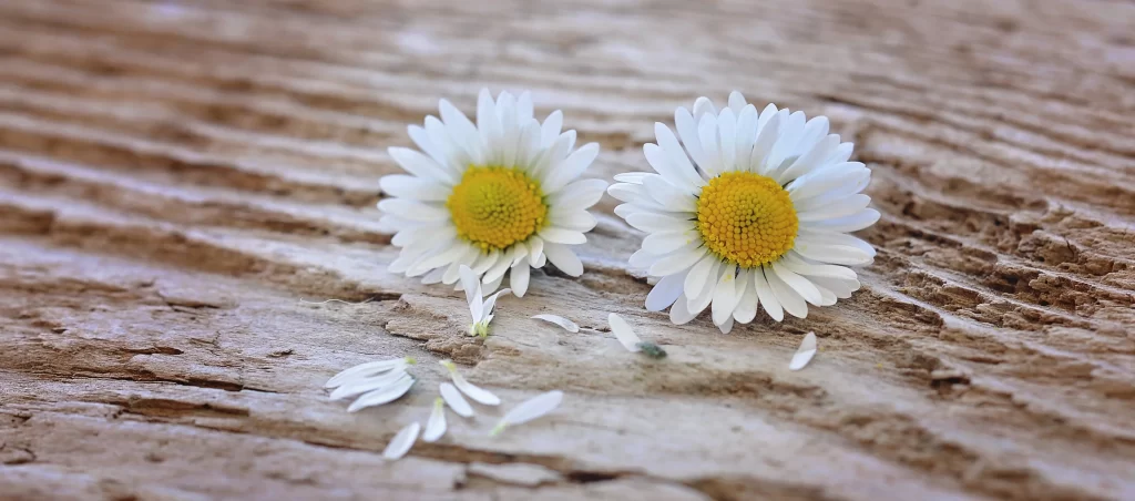 White Daisy Petals Yellow Center Rustic gray Wood