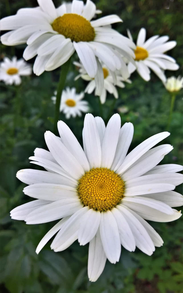 White Daisy Petals Yellow Center Green gray Leaves