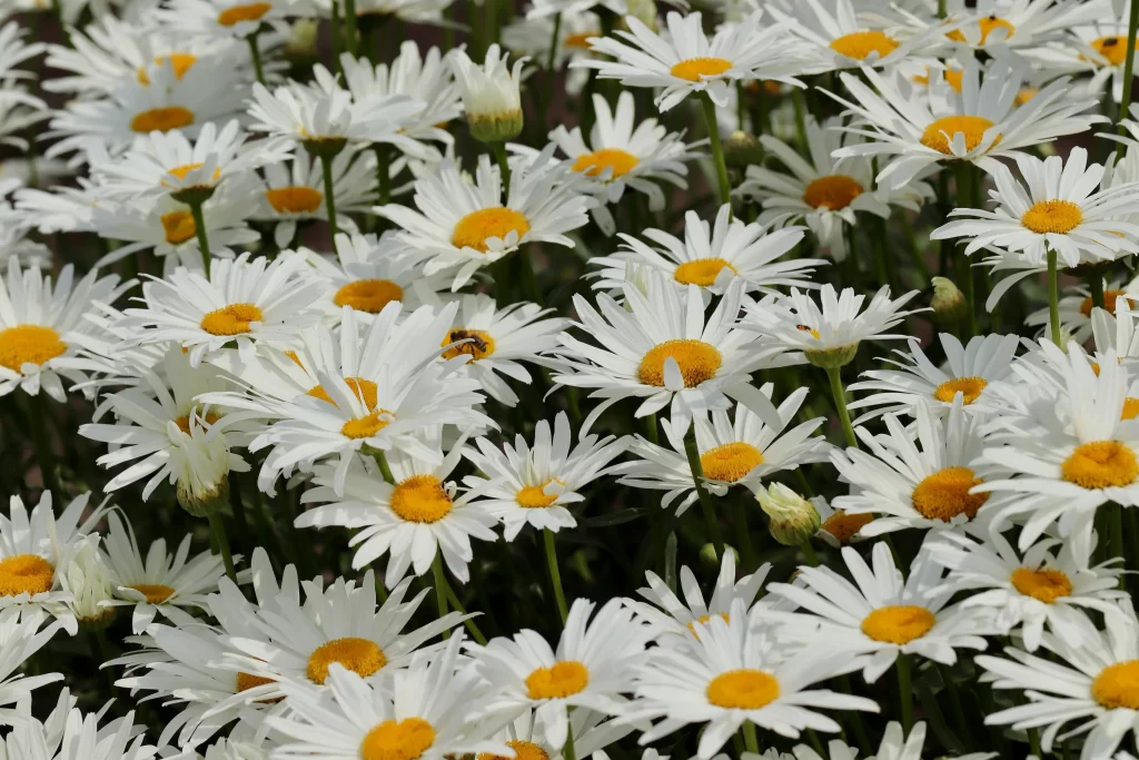 White Daisy Petals Yellow Center gray Sunflower