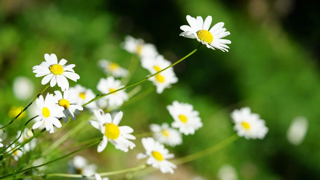 White Daisy Petals Yellow Center Green warm Background