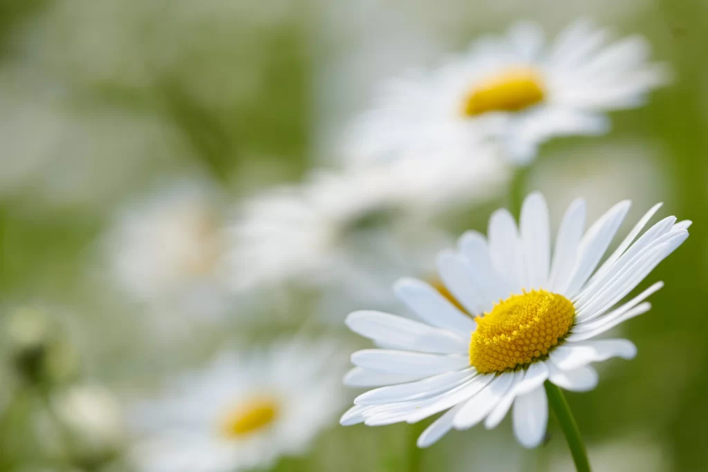 White Daisy Petals Yellow Center Green warm Background