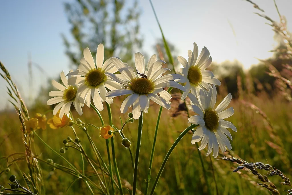 White Daisy Petals Yellow Center Sunlight Field