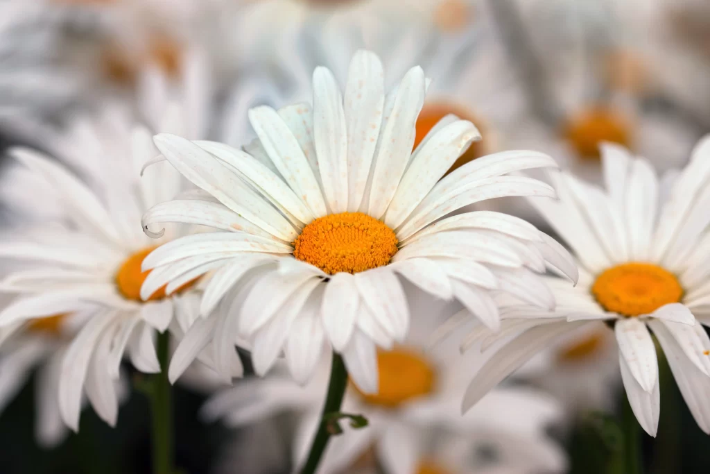 White Daisy Petals Yellow gray Center