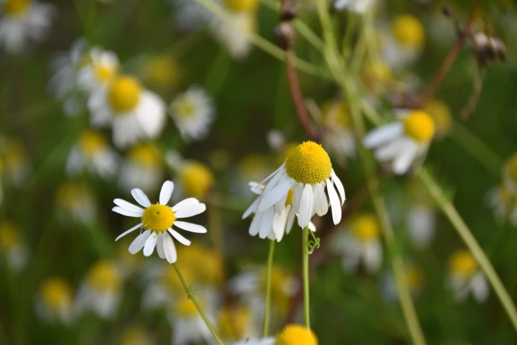 White Daisy Petals Yellow Center Green warm Stems