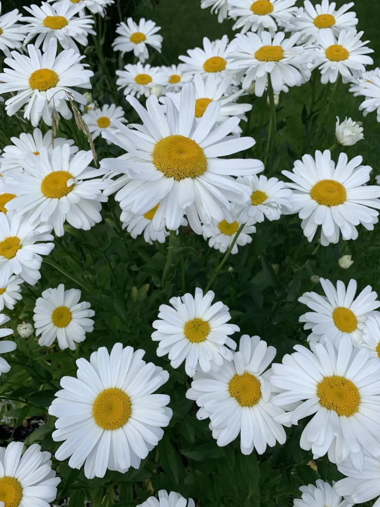 White Daisy Petals Yellow Center Green gray Leaves