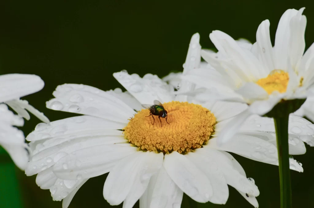 White Daisy Petals Yellow Center gray Dewdrops
