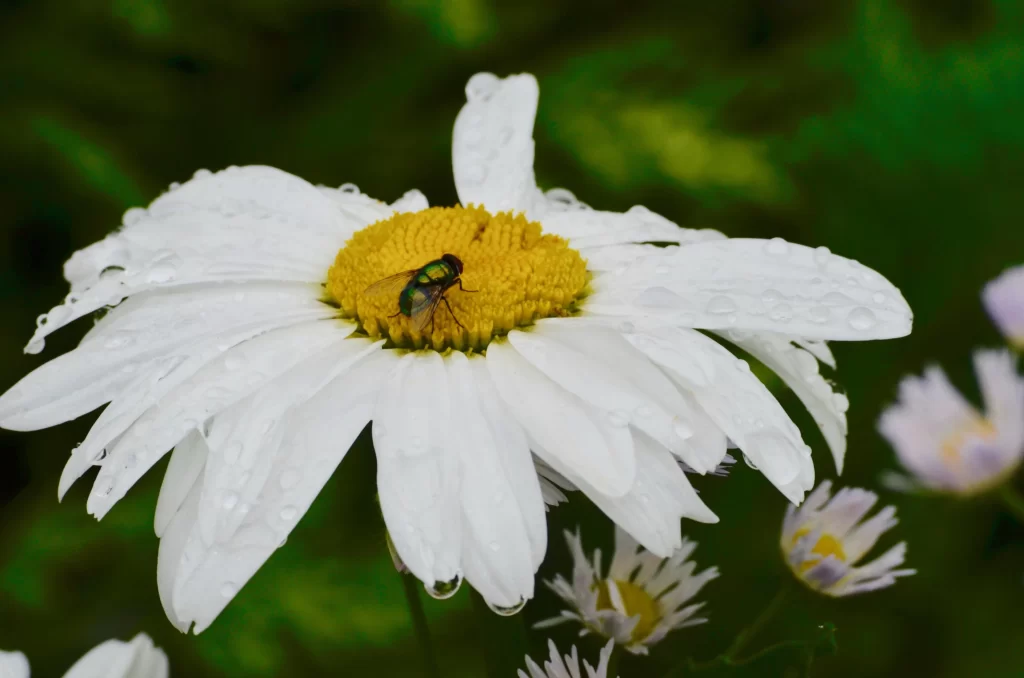 White Daisy Petals Yellow Center Dewdrops Green Fly