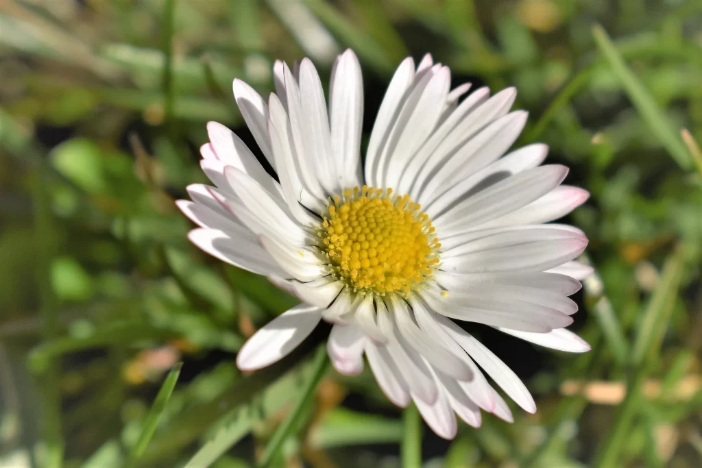 White Daisy Petals Yellow Center Green warm Grass