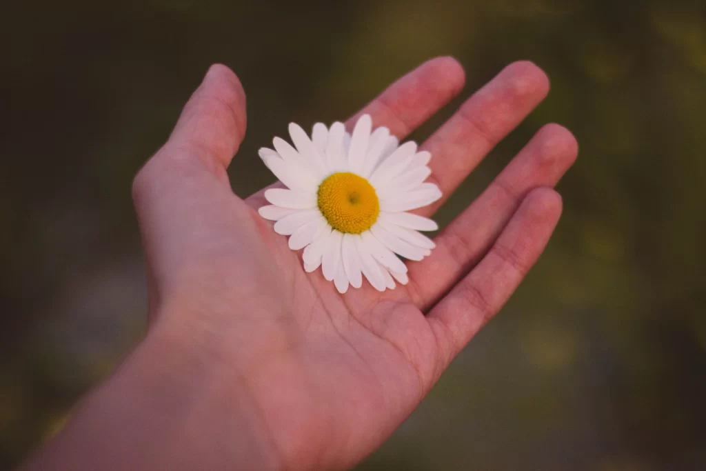 White Daisy Petals Yellow Center Hand