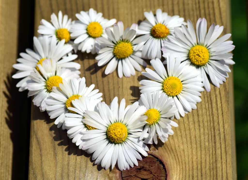 White Daisy Petals Yellow Center Heart Shape