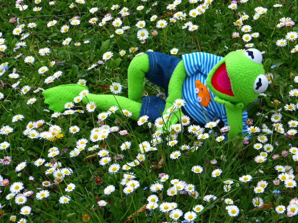 White Daisy Petals Yellow Center Green warm Grass
