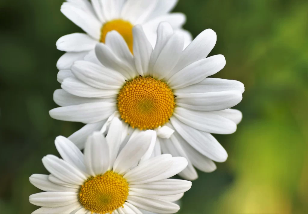 White Daisy Petals Yellow Center warm Bright