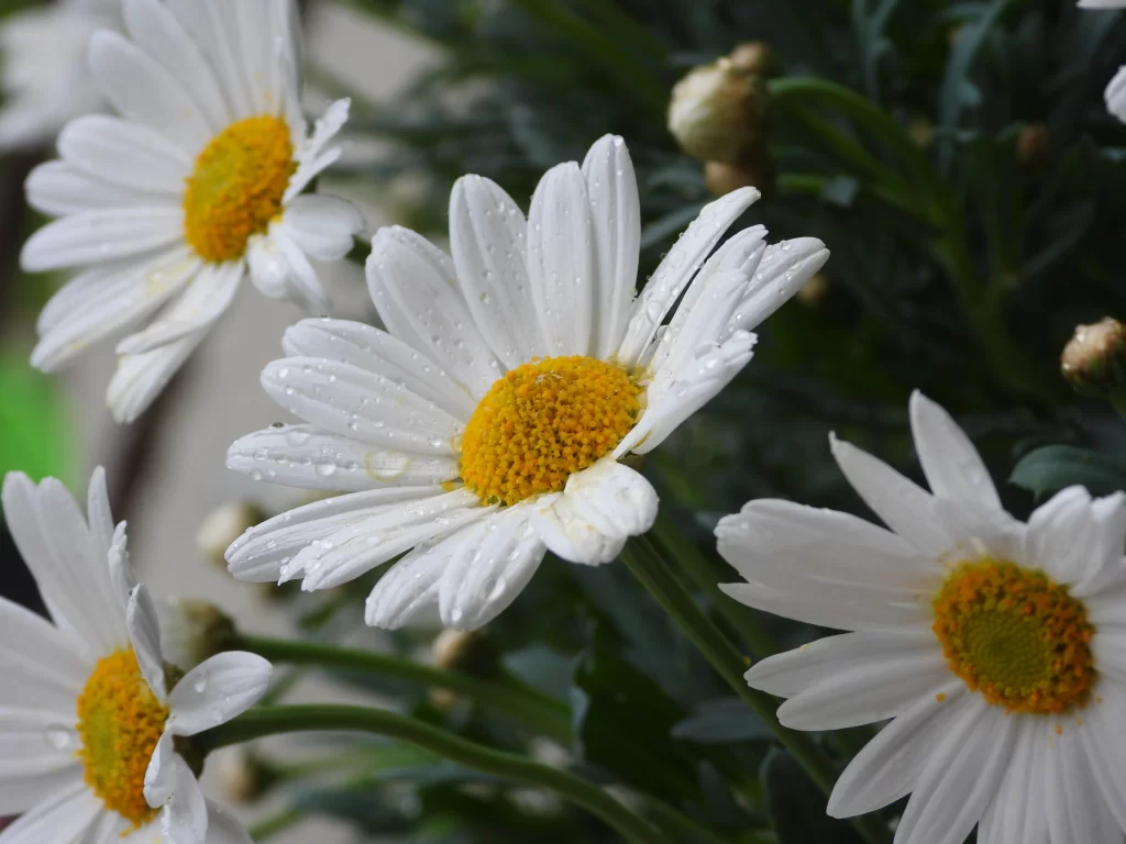 White Daisy Petals Yellow Center gray Dewdrops