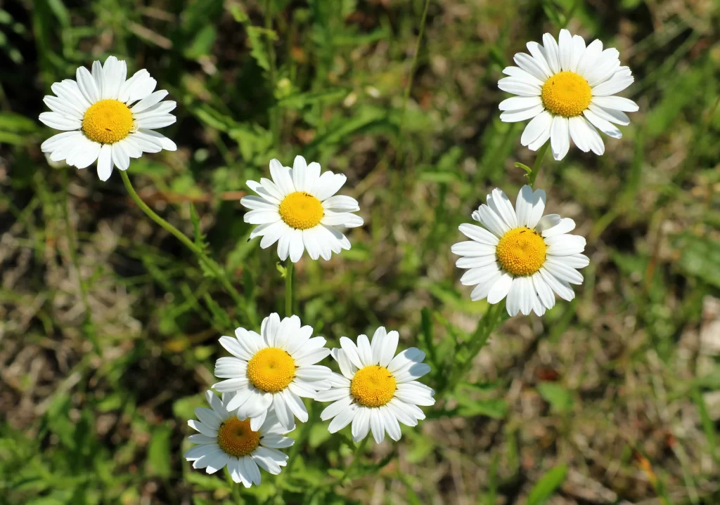 White Daisy Petals Yellow Center warm Sunflower