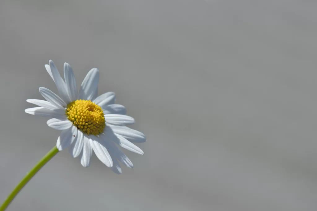 White Daisy Petals Yellow gray Center