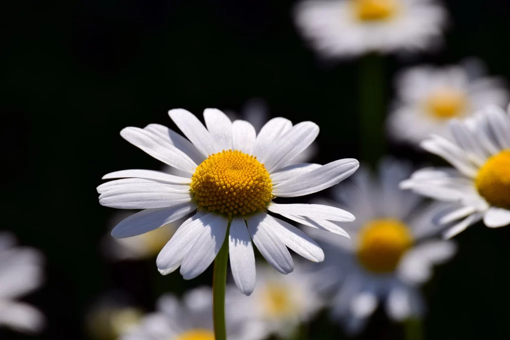 White Daisy Petals Yellow Center gray Sunlit