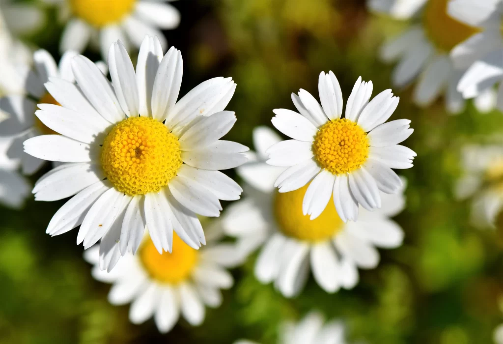 White Daisy Petals Yellow Center Bright Sunlight