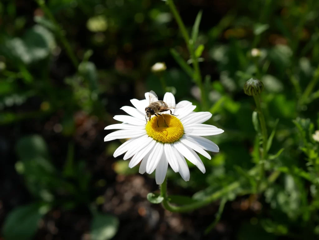 White Daisy Petals Yellow Center Insect