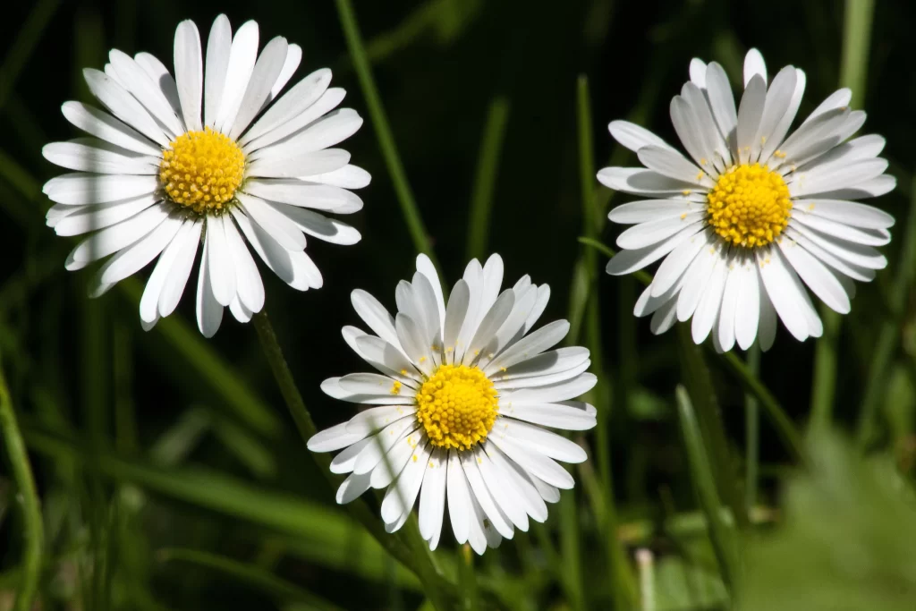 White Daisy Petals Yellow Center gray Sunlight