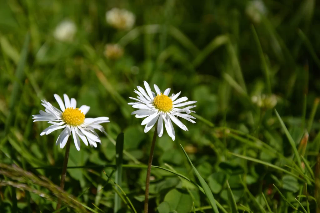 White Daisy Petals Yellow Center Green warm Grass