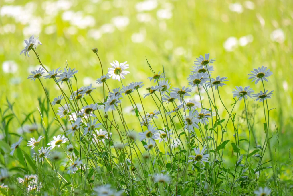 White Daisy Petals Yellow Center Sunlit warm Field