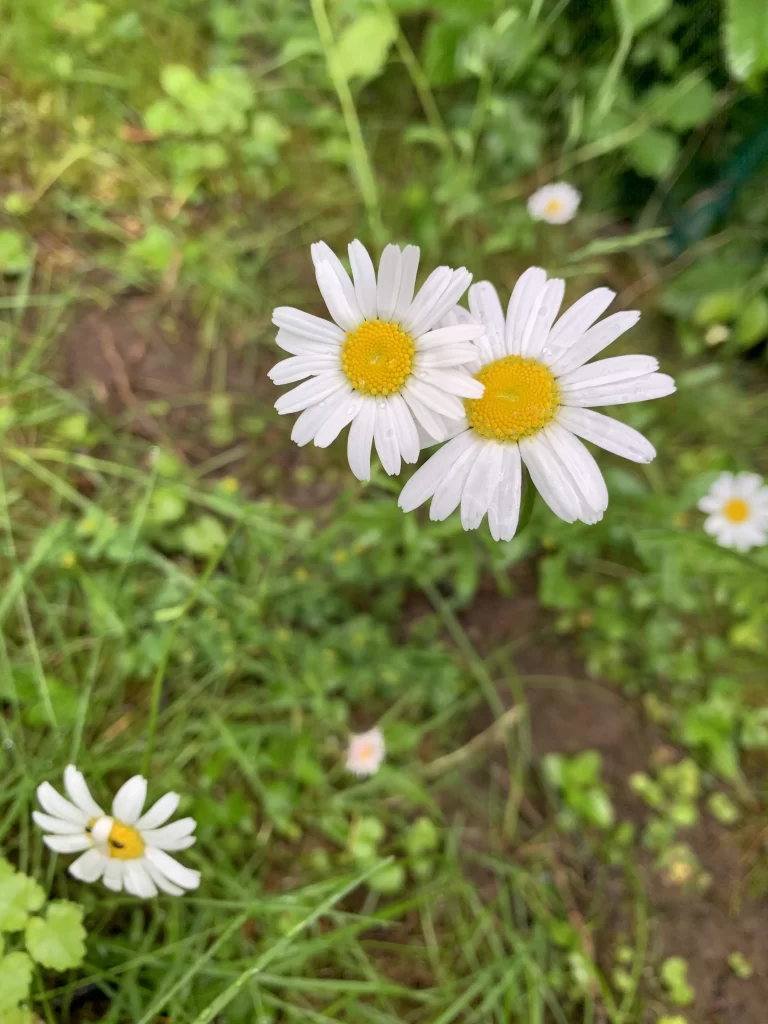 White Daisy Petals Yellow Center Dewdrops Greenery