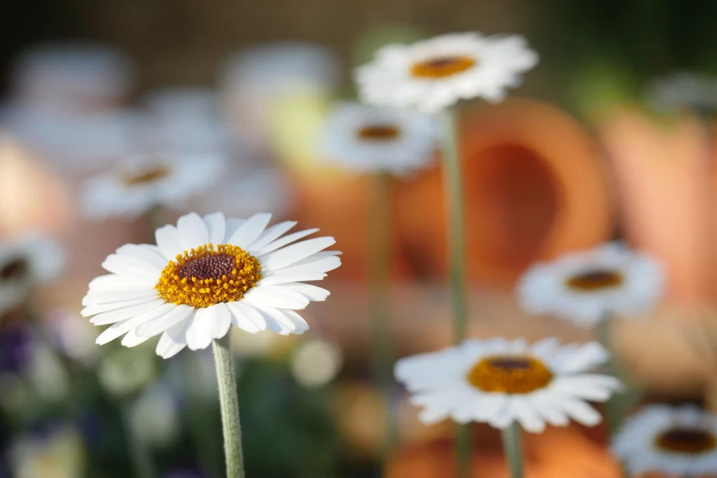 White Daisy Petals Yellow Center Green gray Stems