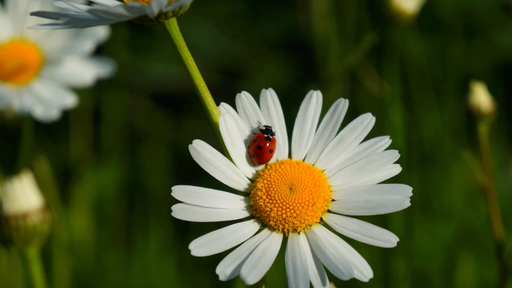 White Daisy Petals Yellow Center Green warm Stems