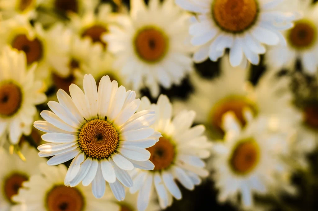 White Daisy Petals Yellow Center warm Sunlit