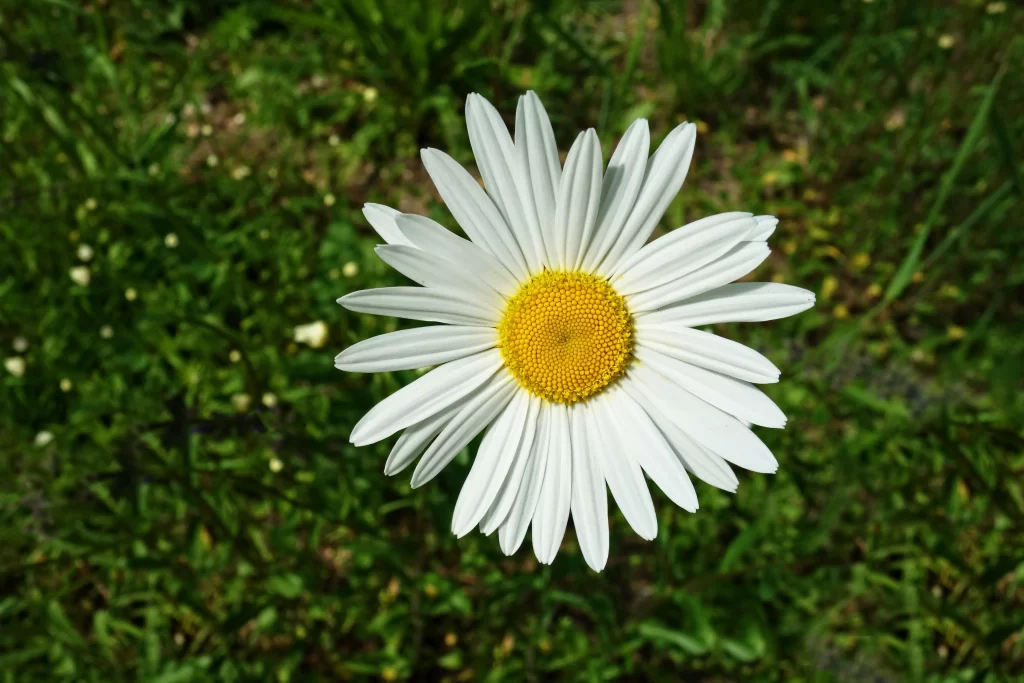 White Daisy Petals Yellow Center Green warm Grass