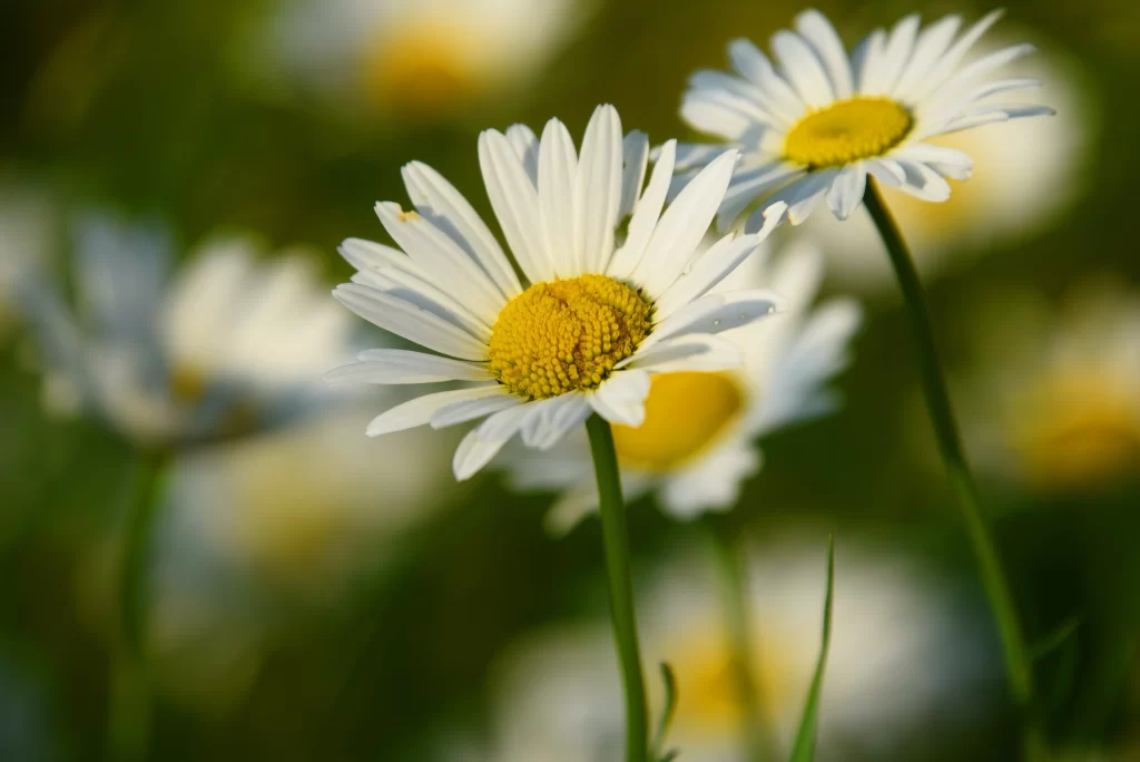 White Daisy Petals Yellow Center Sunlit warm Field