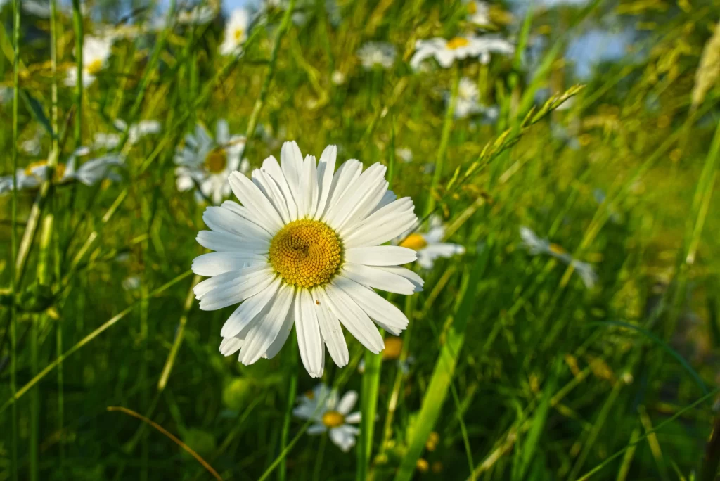 White Daisy Petals Yellow Center Green warm Grass