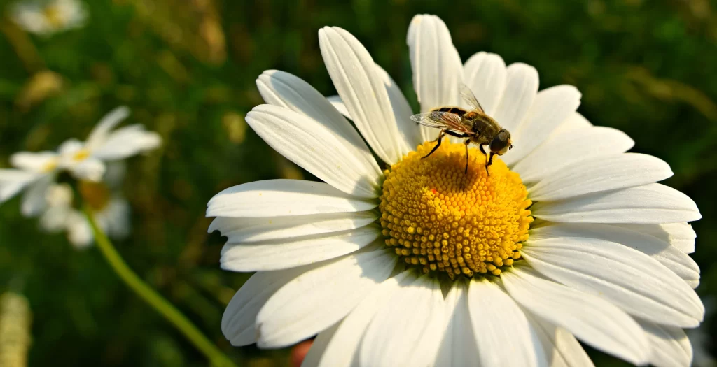 White Daisy Petals Yellow Center warm Bee
