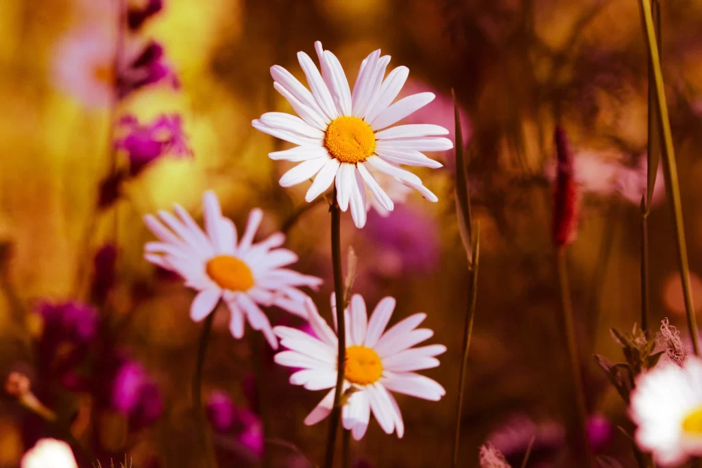 White Daisy Petals Yellow Center Wildflowers