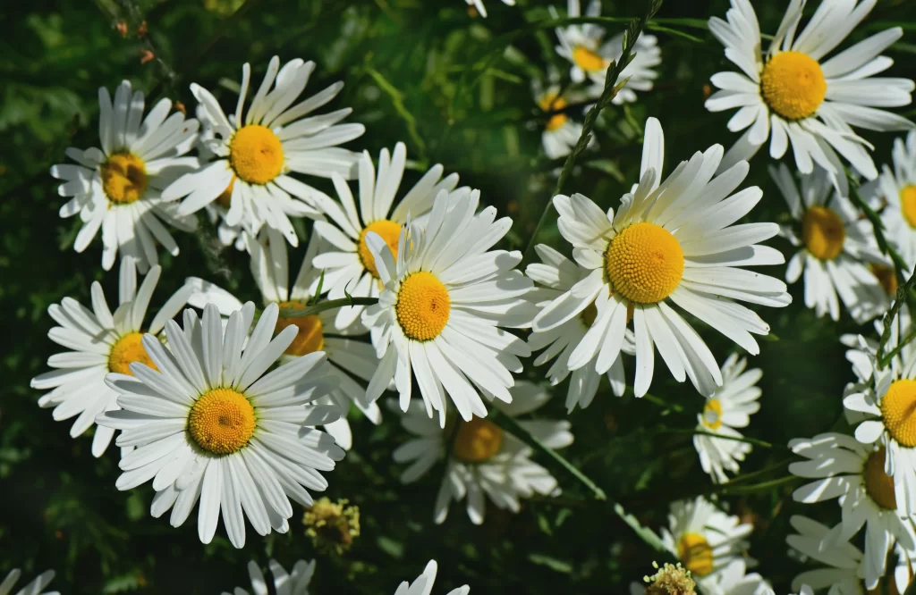 White Daisy Petals Yellow Center gray Sunlit
