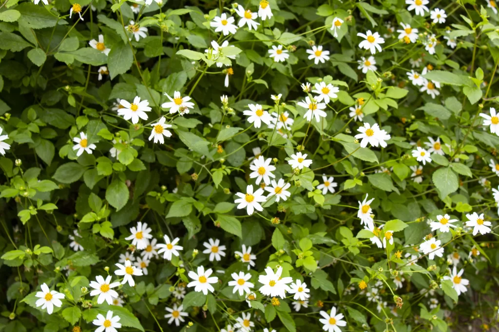 White Daisy Petals Yellow Center Green warm Leaves