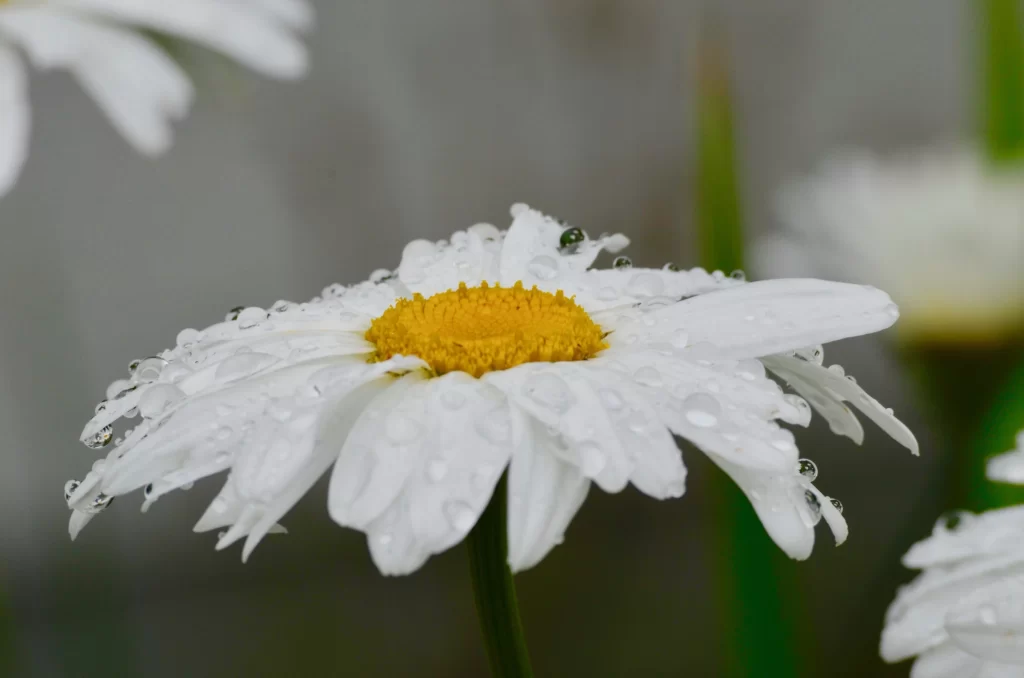 White Daisy Petals Yellow Center gray Dewdrops