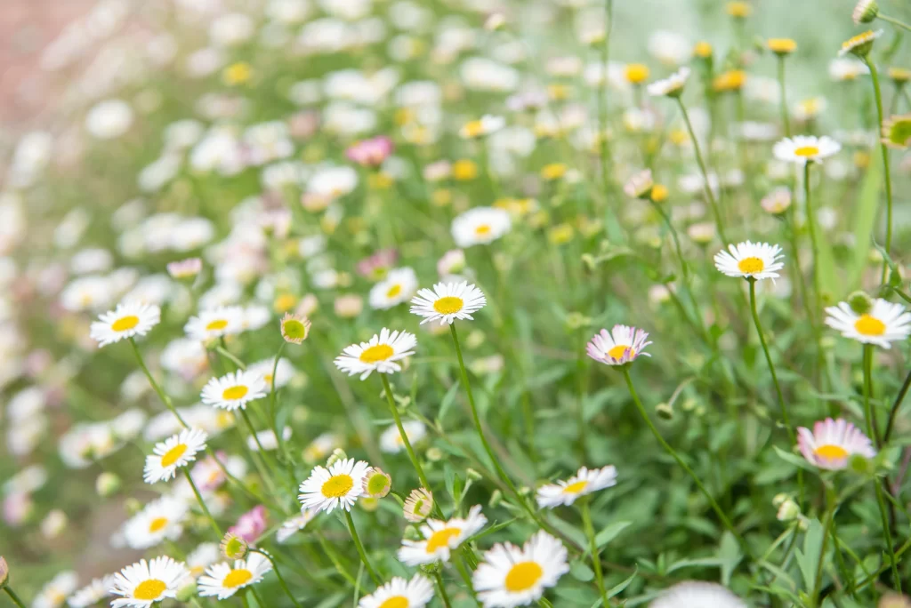 White Daisy Petals Yellow Center Green warm Stems