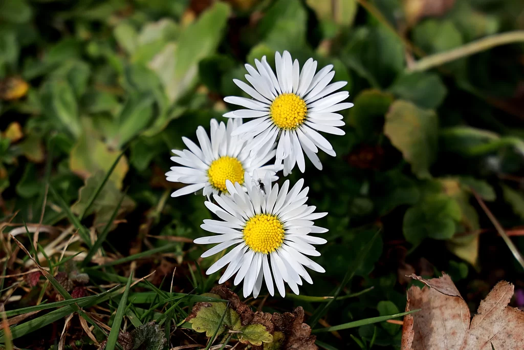 White Daisy Petals Yellow Center Green gray Leaves