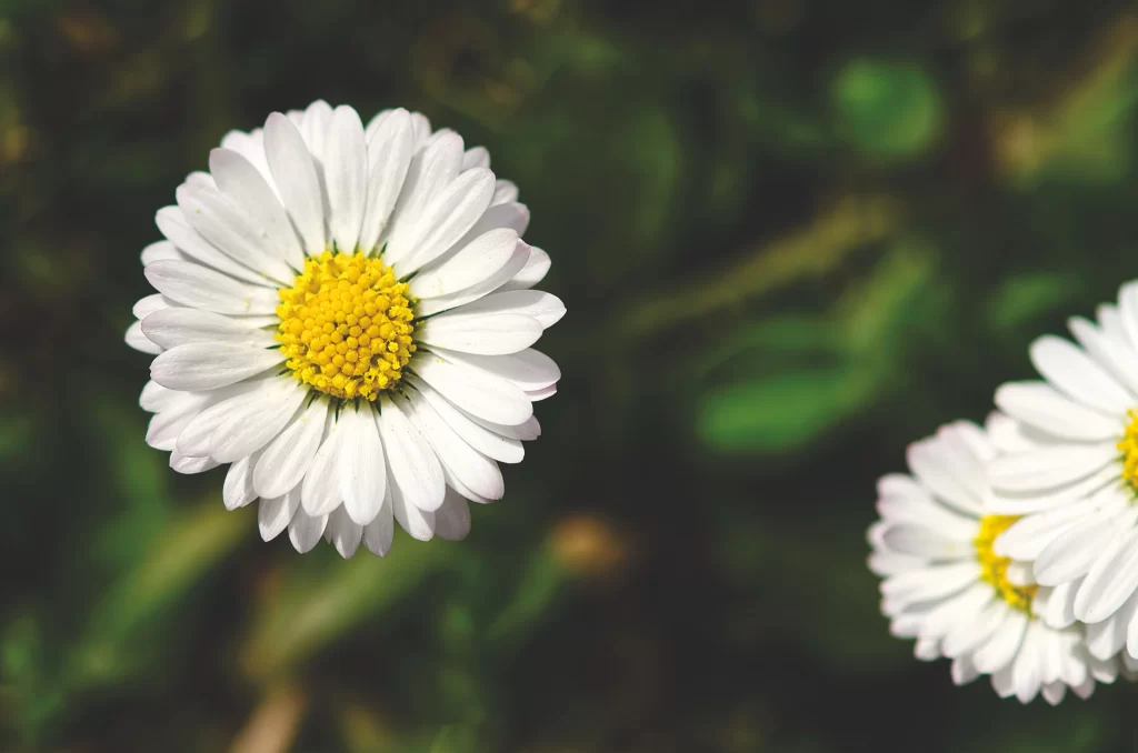 White Daisy Petals Yellow Center Green gray Background