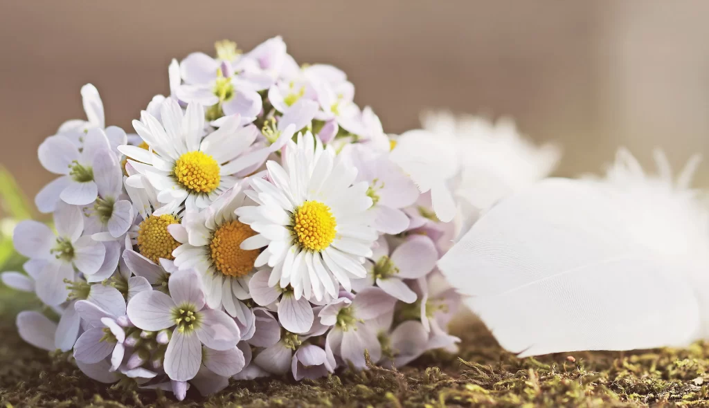 White Daisy Petals Yellow Center Delicate Soft