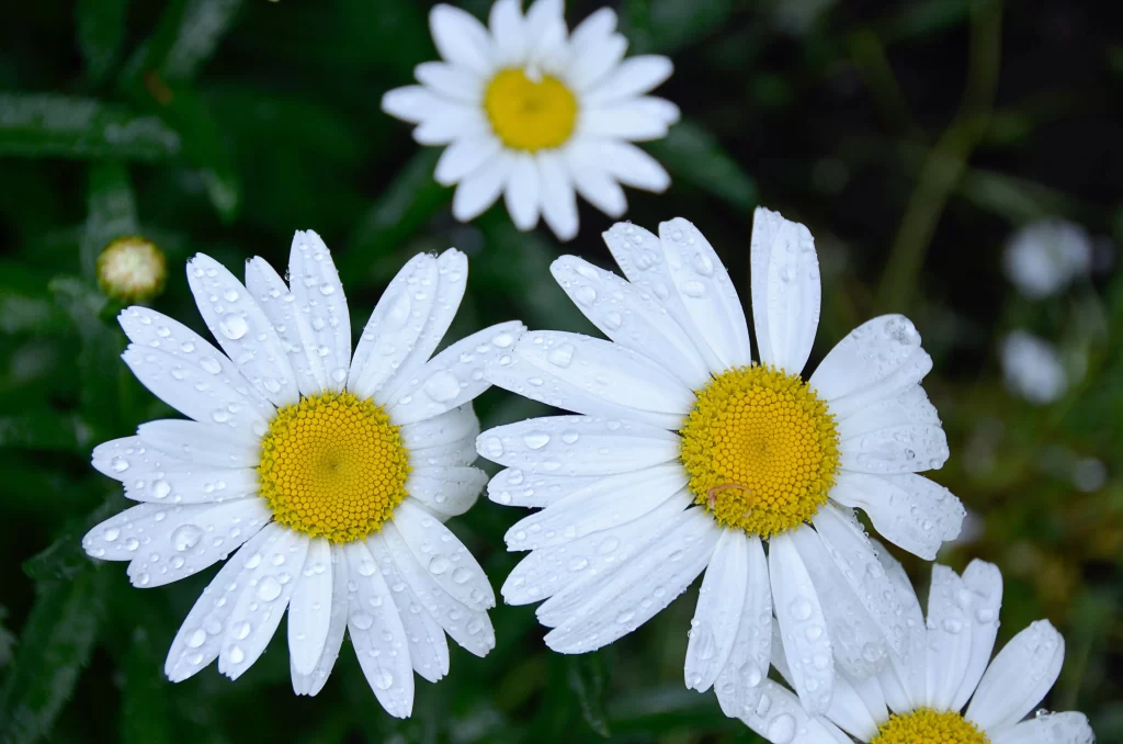 White Daisy Petals Yellow Center gray Dewdrops