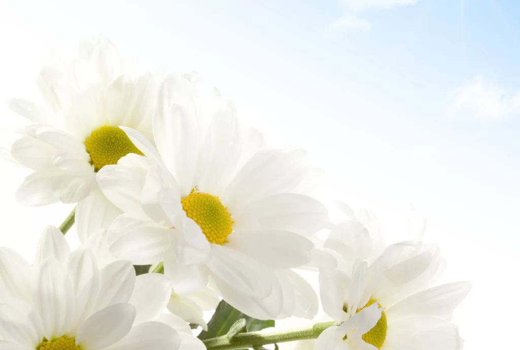 White Daisy Petals Yellow Center Bright Sky