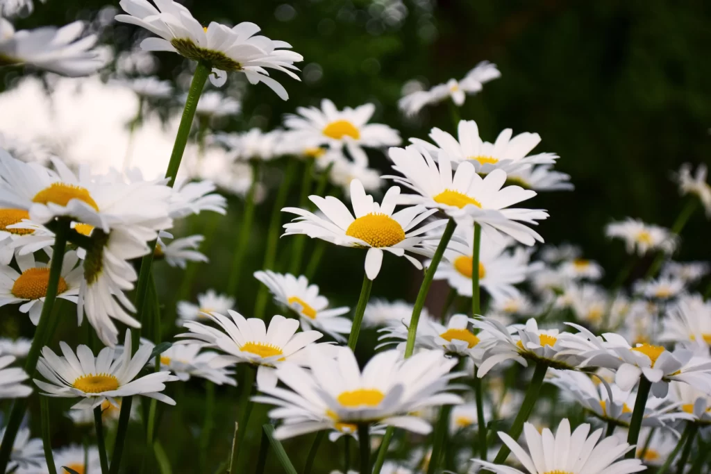 White Daisy Petals Yellow Center Green gray Stems