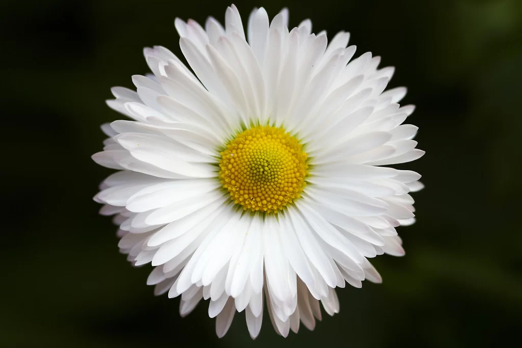 White Daisy Petals Yellow gray Center