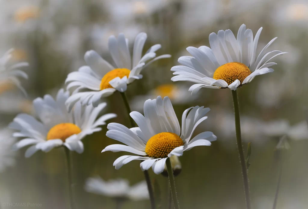 White Daisy Petals Yellow Center gray Nature