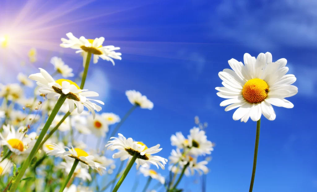 White Daisy Petals Yellow Center Blue Sky Sunlight