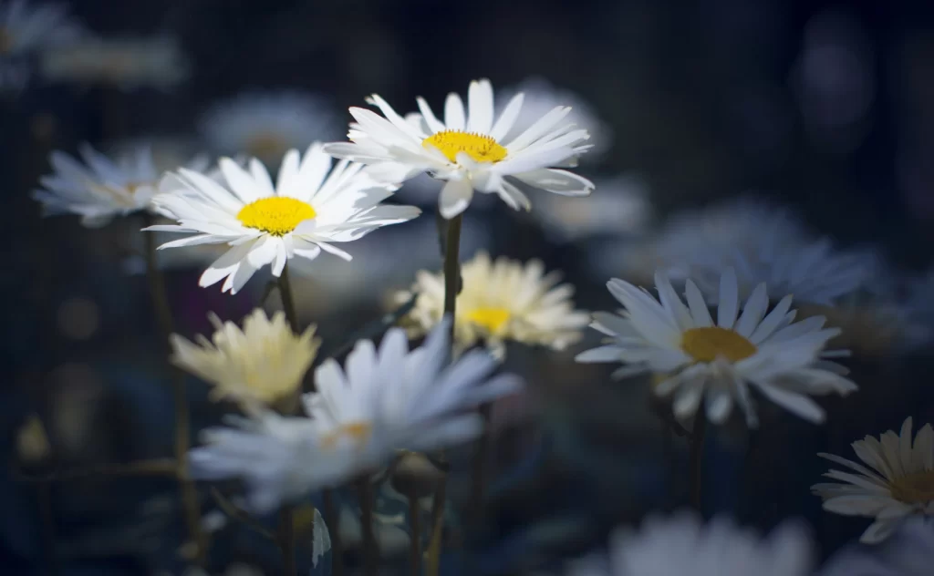 White Daisy Petals Yellow Center gray Nature
